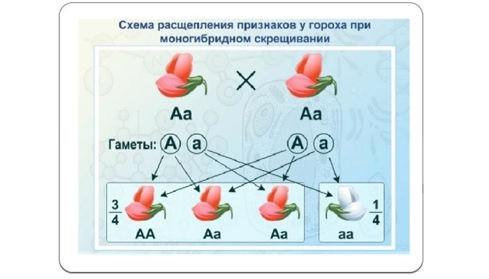 Основные положения теории наследственности Менделя