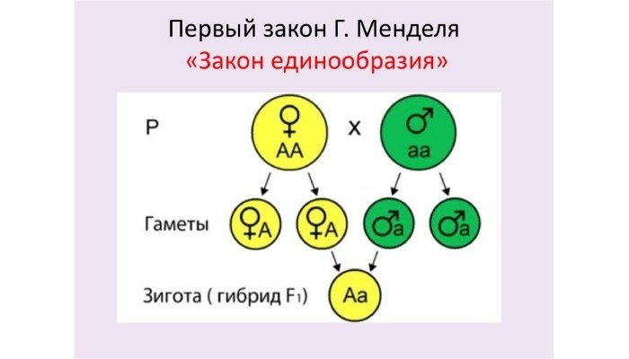 Условия выполнения закона расщепления при моногибридном скрещивании