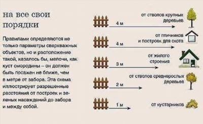 Рекомендации по расстоянию посадки деревьев от многоквартирного дома