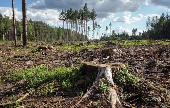 Обширная практика сохранения лесных массивов