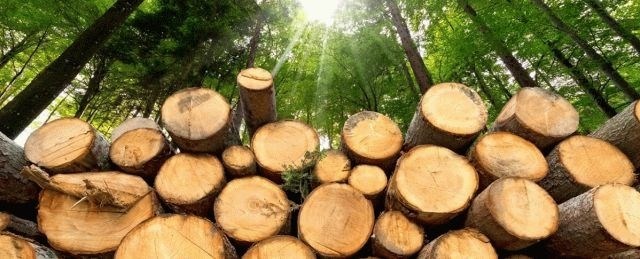 Сравнение таксовой стоимости древесины «на корню» в России и Белоруссии